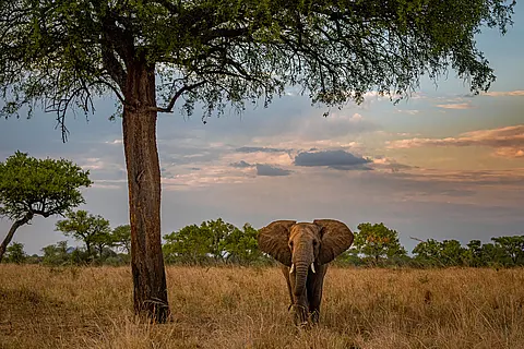 wild elephant in uganda